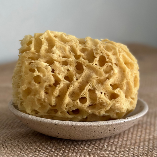 Natural sponge on a textured surface with a neutral background