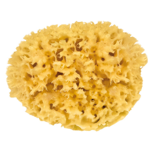 Natural Sea Sponges - Bare and Bloom